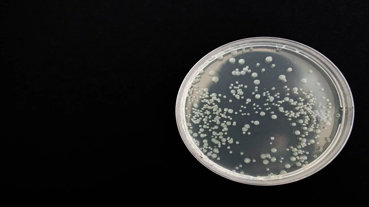 lactobacillus fermentum me-3 glutathione Reg'Activ New-generation probiotics - Lactobacillus fermentum
